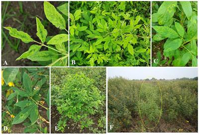Assessment of the spatial distribution and identification of potential risk areas for the sterility mosaic disease of pigeonpea (Cajanus cajan L. Huth) in Southern India